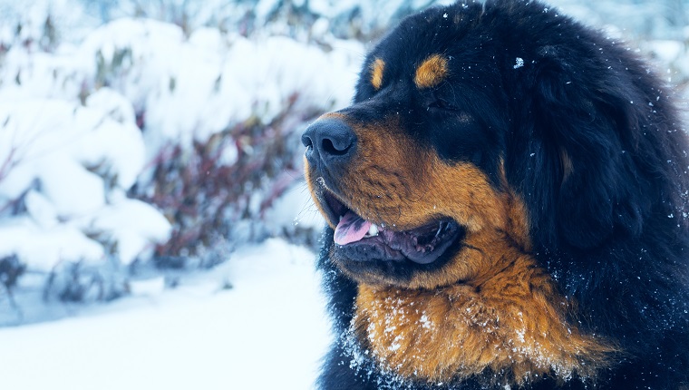 Portrait of Tibetan Mastiff on a Sunny winter day. The dog in the winter. Sunny winter day