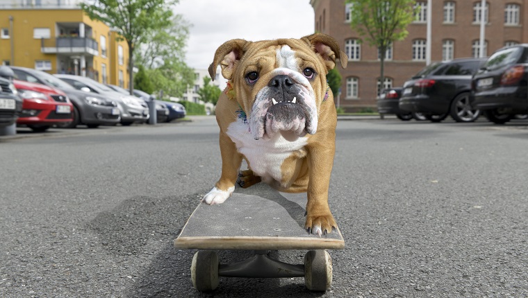 I sales love bulldogs