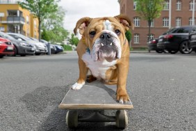 English bulldog sitting on skateboard in street.