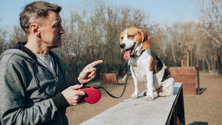 Adult man teaching a beagle.