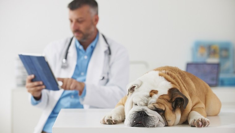 Dog laying on table while veterinarian uses digital tablet