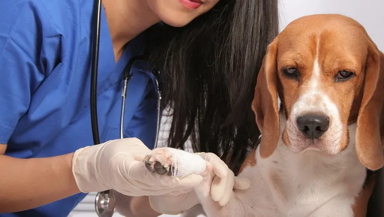 Veterinarian putting a bandage over a dog's paw.