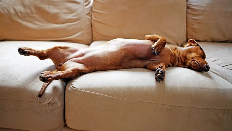 A female miniature dachshund sleeping on a sofa at home.