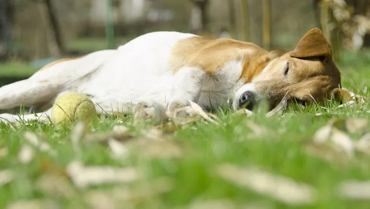 Close-Up Of Dog Lying On Grass
