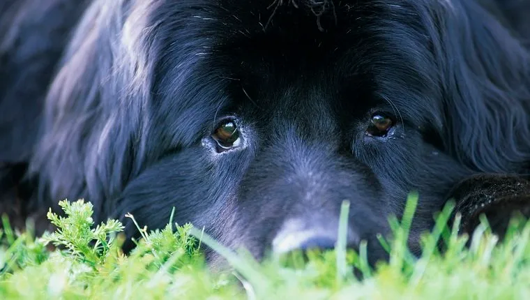 Close-up of Newfoundland dog, Canada.