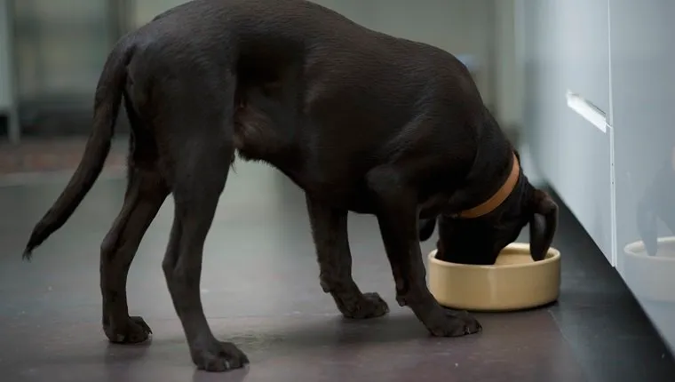 Young Black Labrador dog eating from dog bowl, side view