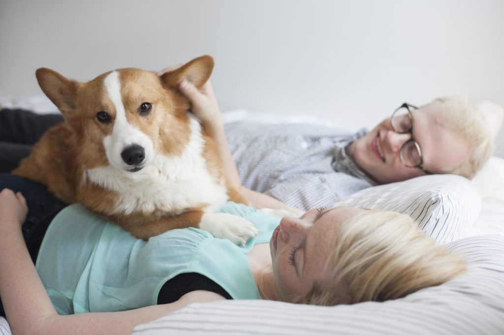 couple in bed with jealousy Corgi dog
