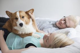 couple in bed with jealousy Corgi dog