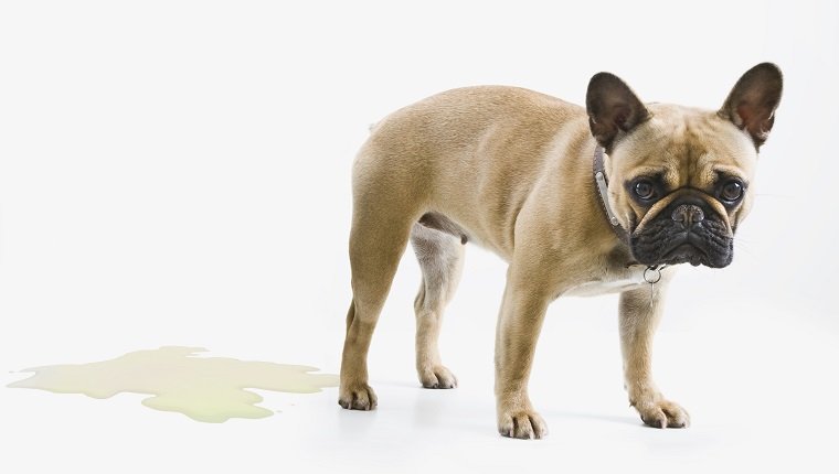Pyelonephritis In Dogs: Symptoms, Causes, & Treatments - DogTime