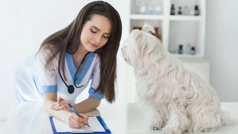 Veterinarian doctor writing prescription after cute white dog exam in clinic