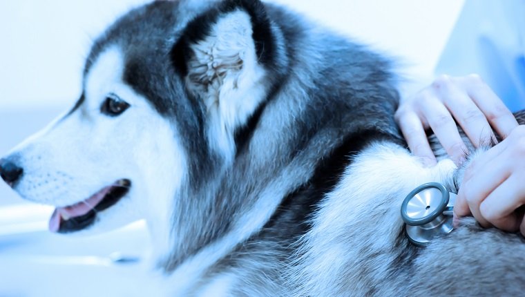 veterinarian examining cute siberian husky at hospital take with blue filter