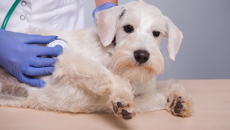 Arrhythmia (Irregular Heart Beat) In Dogs: Symptoms, Causes ...