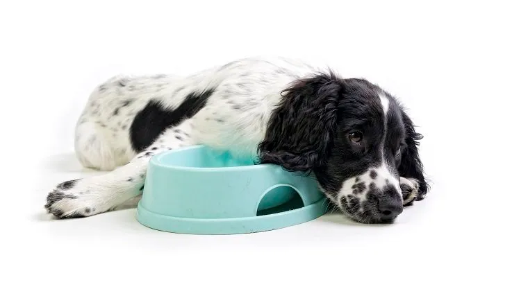 "sad, hungry, forgotten puppy with its food bowl, isolated on a white background"