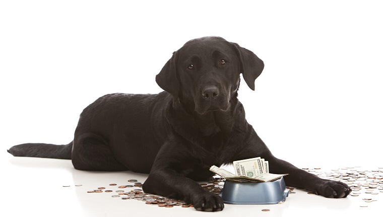 Adorable black lab puppy by her food dish filled with money. Isolated on white with room for your text.