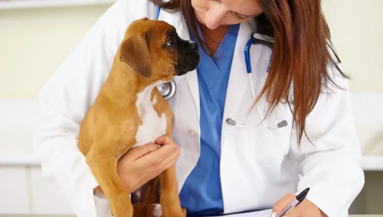 Shot of a veterinarian examining a puppy on an examination table