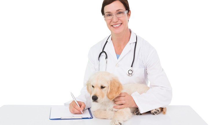 Smiling veterinarian examining a cute dog on white background