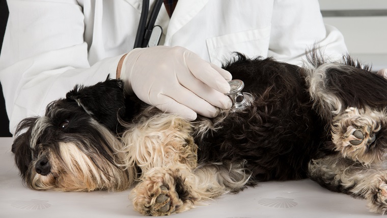 Close up of vetreinarian examination with stethoscope on miniature schnauzer lying on side