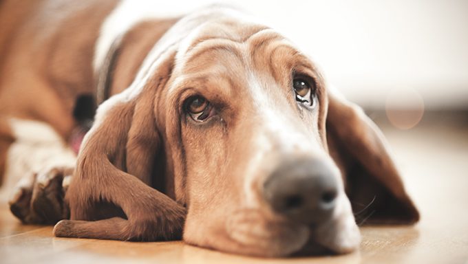 basset hound with tears