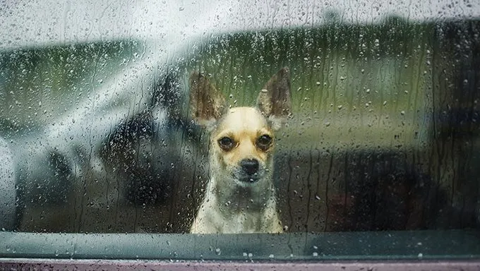 dog looking out window in rain