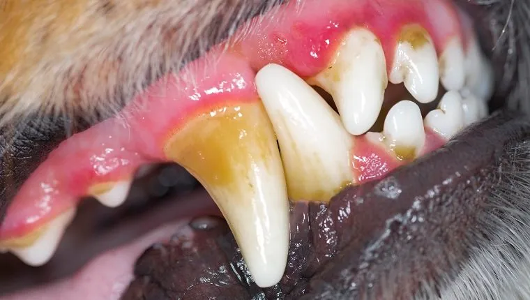 what can i give my dog for gum disease