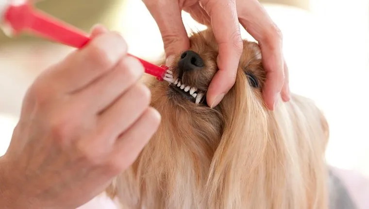 Yorkshire Terrier dog having her teeth brushed. She has very clean teeth with the use of dog toothpaste and a dog toothbrush. Dental Hygiene is a must.