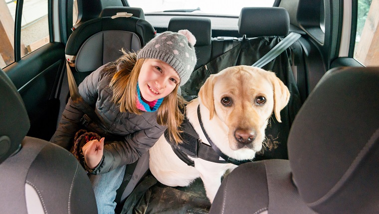 Dog Seat Belts: Is It Okay For Your Dog To Ride Shotgun? - DogTime