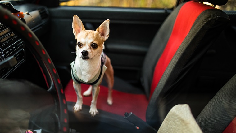 Cute Chihuahua dog standing inside the car, on a seat
