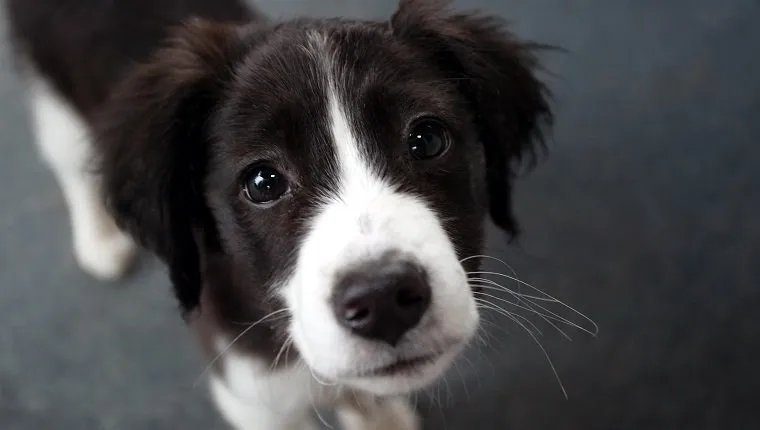 "A puppy gives you the sad eyes, shallow DOF."