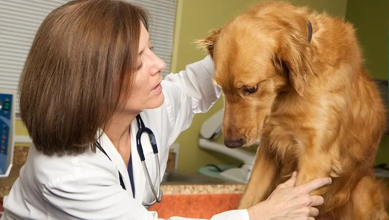 A female veterinarian wearing a lab coat and a stethoscope is giving a golden retriever dog an exam in her clinic. The dog's body language shows that he is very scared and nervous