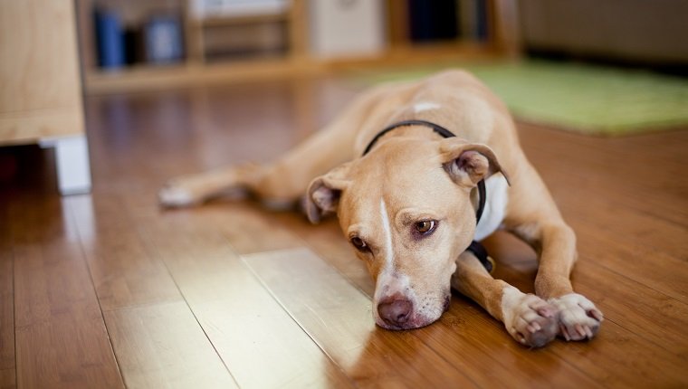 Stroke In Dogs: Symptoms, Causes, & Treatments - DogTime