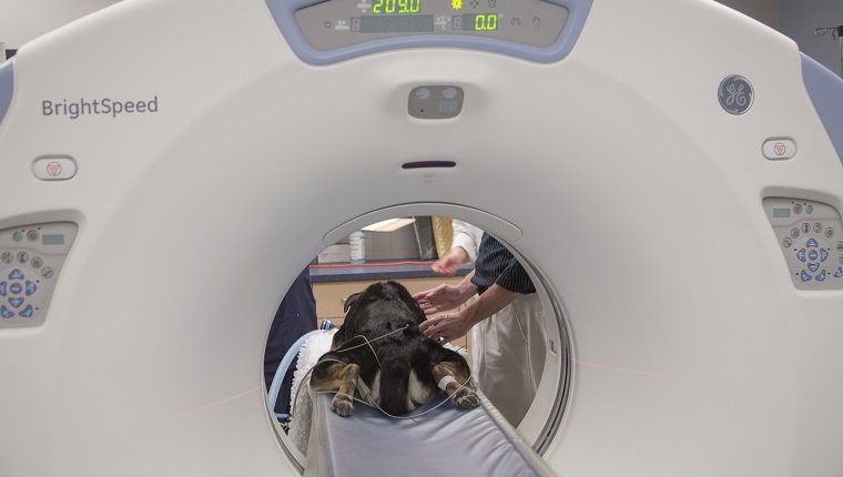 GUELPH, ON - MAY 9: Veterinary Radiologist Dr. Alex zur Linden of the University of Guelph has a discussion with Alice Daw an MRI and Radioloy Technologist regarding Sarah the dog prior to her CT scan for a mass evaluation. The Mona Campbell Centre for Animal Cancer located in Guelph is Canada's first cancer centre for animals, funded by donations to their Pet Trust Fund. (Chris So/Toronto Star via Getty Images)