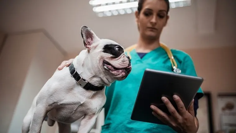 Low angle view of a female veterinarian using digital tablet during medical examination of a dog.