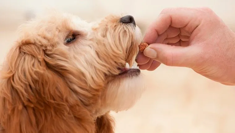 Feeding Cocker Spaniel-Poodle cross puppy with dog treat, close-up
