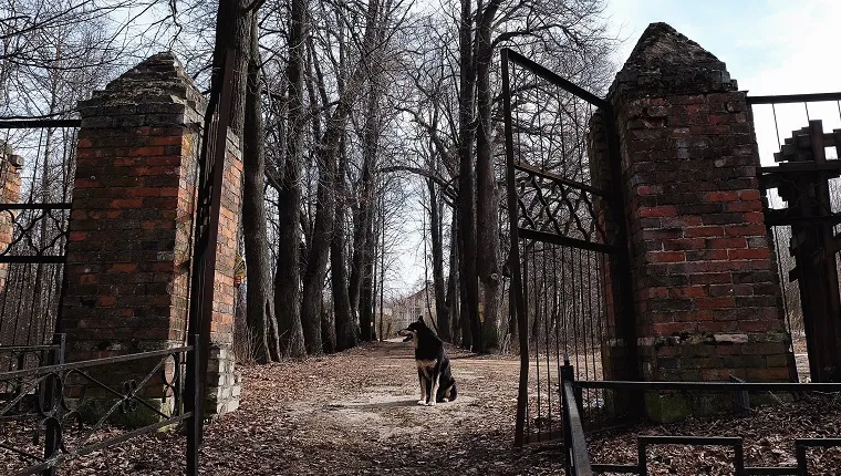 Dog Sitting By Cemetery Entrance Against Bare Trees