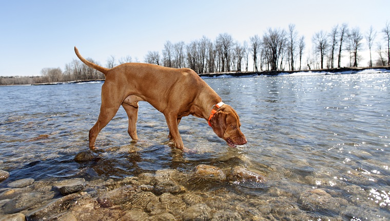 is it safe for dogs to drink water from river