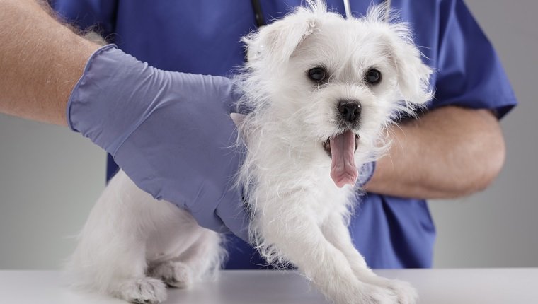 Veterinarian doctor holding and examining a Maltese Westie cross puppy with a stethoscope