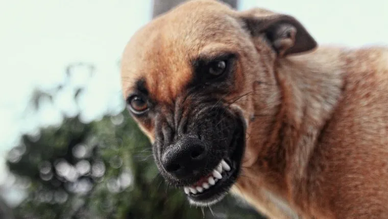 Close-Up Portrait Of Brown Dog Snarling