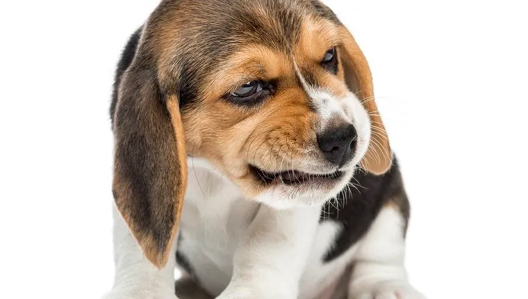 Front view of a beagle puppy sitting, making a face, isolated on white.