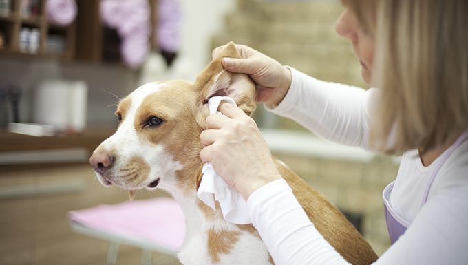 can you use hydrogen peroxide on dogs ears