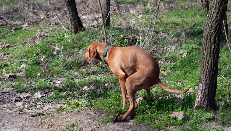 Pooping dog in woods.