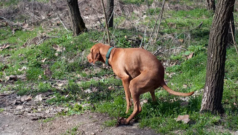 Chien qui fait caca dans les bois.