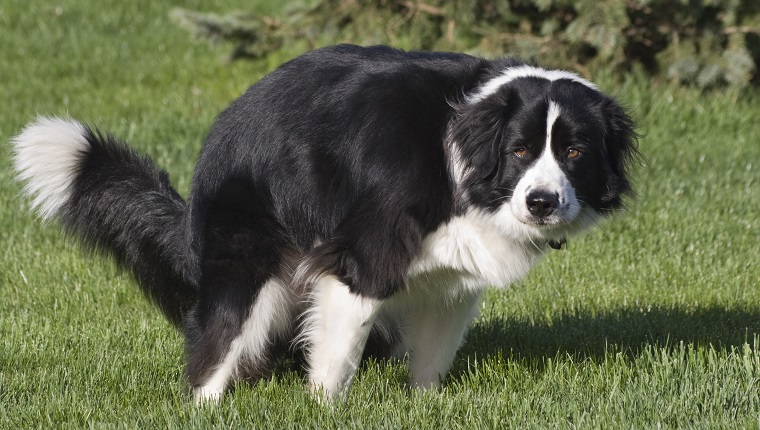 Sheepdog pooping.