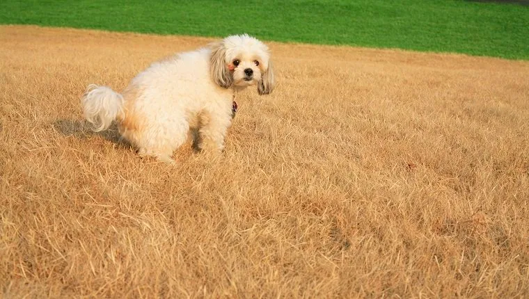 Poodle urinating on dead grass
