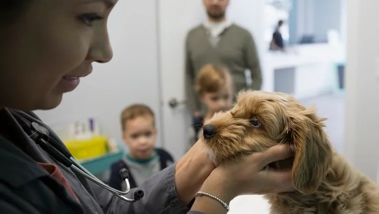 Veterinarian examining dog in clinic examination room