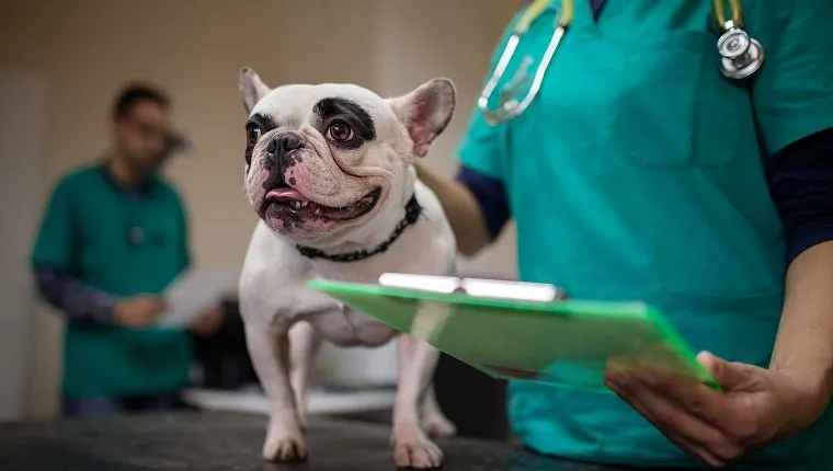 Unrecognizable vet about to examine a white bulldog in the animal hospital.