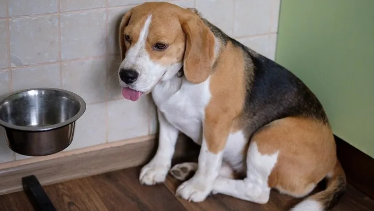 The Beagle dog is sad waiting for food near the empty bowl