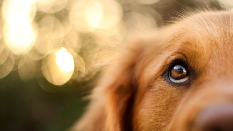 nystagmus-unintentional-eye-movement-in-dogs-symptoms-causes