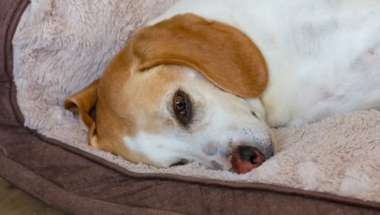 Beagle dog lying on dog bed in house living room.