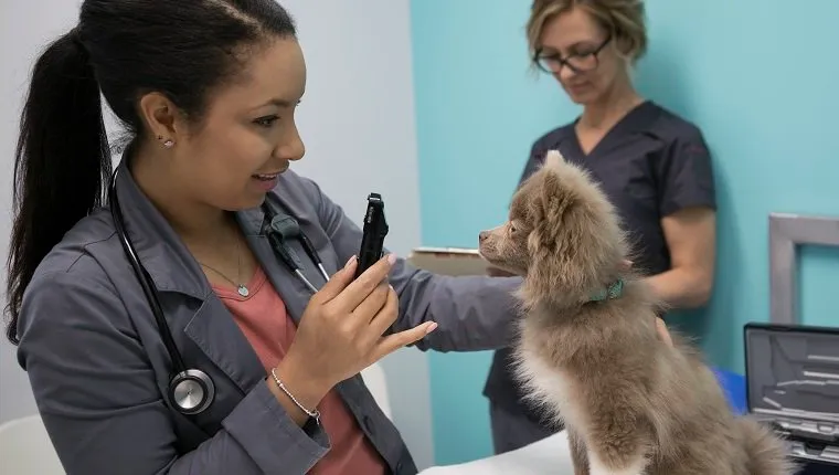 Veterinarian using otoscope to check small dog