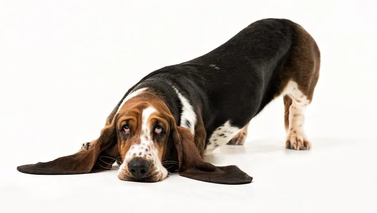 Sad basset hound with different colors eyes.